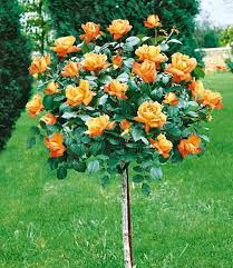 Baldur garten bietet eine große auswahl an pflanzen für jede jahreszeit sowie ein reichhaltiges sortiment an gartenzubehör und gartengeräten. Rosen Stammchen Maja Oetker 1a Qualitat Baldur Garten
