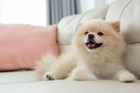 Call it a pompom, tumbleweed, deutscher zwergspitz, or zwers, these tiny, energetic, popular toy dogs are an ideal companion. Pomeranian Price How Much Does It Cost To Buy Have One Perfect Dog Breeds