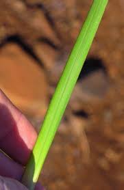 Image result for Costularia