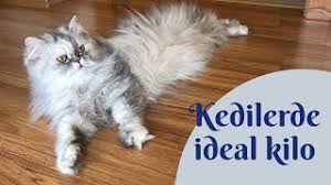 Kedilerde Ideal Kilo Kac Olmali Kedi Kilosu Nasil Takip Edilir