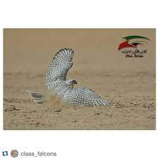 repost class falcons with repostapp falcon صقر falconry صقور gyrfalcon جير peregrine شاهين saker قرموشه mews مكشات huntin owl animals bird