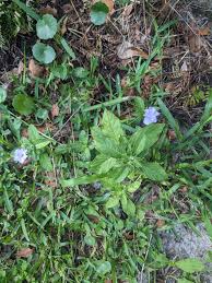 Image result for Dolichos trilobus