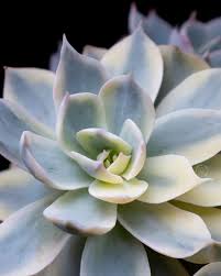 Image result for Senecio subsessilis