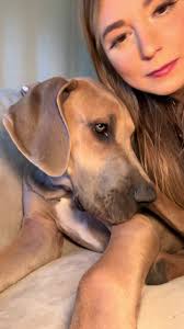 Great Dane Basset Hound Bestfriends