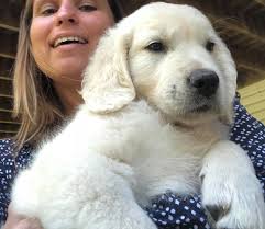 8 Weeks And 1 Day Old English Cream Golden Retrievers Facebook