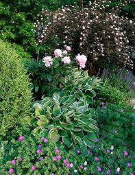 Spring Display Of Hosta Geranium Peony Boxwood And Ninebark In The Background Design And Photo By Shade Garden Plants Boxwood Landscaping Shade Perennials
