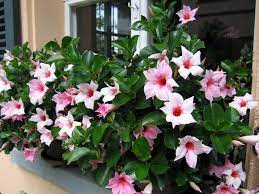 Mandevilla Sundaville Cream Pink Plants Container Gardening Flowers Planting Flowers