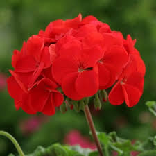 Image result for Pelargonium