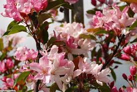 Check spelling or type a new query. Malus Red Obelisk Crab Apple Newlands Garden Centre