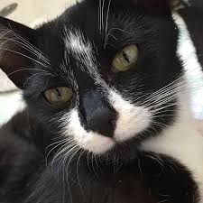 Unsere Kalinka Ist Zuruck Vom Tierarzt Fieber Hat Sie Nicht Ihre Entzundungswerte Sind Jedoch Erhoht Deshalb Bekommt Sie Jetzt Ein Ant Tierarzt Tiere Katzen