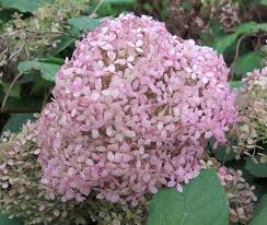 Image result for Hydrangea arborescens Pink Anabelle