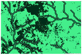 Image result for Gilbertiodendron dewevrei