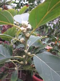 Ob und wann die avocado früchte trägt, hängt dann von der pflege und den klimatischen bedingungen ab. Zitronenlust Onlineshop Fur Mediterrane Pflanzen Und Baume Persea Americana Avocado