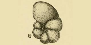 Image result for Micrargeriella