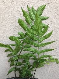 Image result for Coniogramme