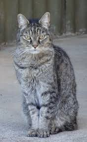 The Idea Of Anyone Being Fearful Of Cats Is Difficult To Imagine If One Is A Cat Lover However Suffering Ailurophobia Cat Phobi Cats Phobias Pretty Cats