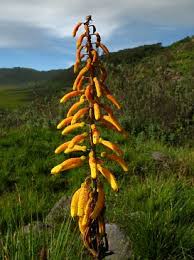 Image result for Kniphofia thomsonii