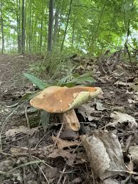 Image result for Boletus atkinsonii