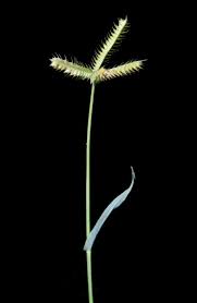 Image result for Dactyloctenium aegyptium