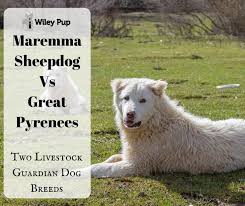 These are intelligent, loyal and naturally protective dogs. Maremma Sheepdog Vs Great Pyrenees Two Livestock Guardian Dog Breeds Go Pup