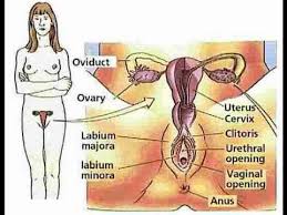 The anatomical names and corresponding common names are indicated for specific body regions. Anatomy And Physiology Of Female Reproductive System Youtube