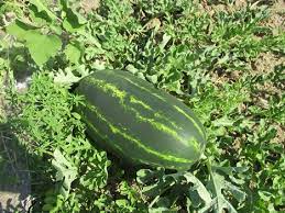 Check out our seeded watermelon selection for the very best in unique or custom, handmade pieces from our товары для рукоделия shops. Watermelon Varieties Suitable Not Only For The Mediterranean Climate