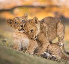 Pin On Devine Felines