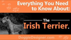 The Irish Terrier A Complete Guide Doggie Designer
