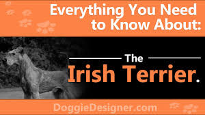 the irish terrier a complete guide doggie designer