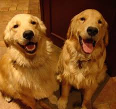 Stella Bruno They Grow Up So Fast Golden Retriever Retriever Animals