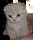 Scottish Fold For Sale - Hoobly Classifieds