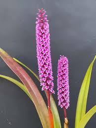 Image result for Polystachya campyloglossa