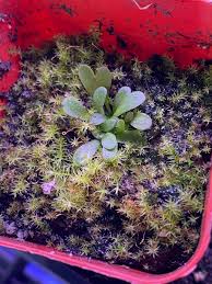 Image result for Genlisea