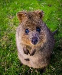 Animals That Start With Q Hhere Is A List Of All The Animals We Have Found Starting With The Letter Q The Quokka Seto Quokka Cute Animals Animals Beautiful