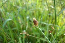 Image result for Eleocharis geniculata