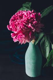 Maybe you would like to learn more about one of these? Big Pink Peony Flower In Vase On Dark Background Free Stock Photo And Image
