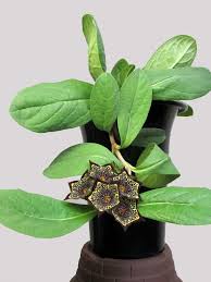 Image result for Ceropegia buchananii