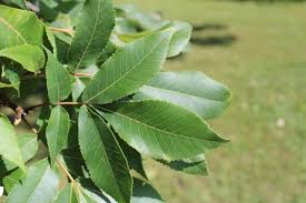 12 m (40 ft) moisture: Carya Ovata Shagbark Hickory Mount Royal Seeds