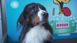 Great for pets who have problems with itching, odor. Self Serve Doggy Wash Poised To Change Dog Grooming Industry Parksville Qualicum Beach News