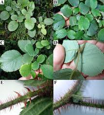 Image result for Rubus ellipticus
