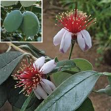 Image result for Feijoa sellowiana