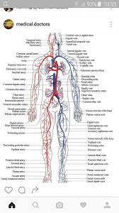 Pin By Yaprak On Anatomi Human Body Systems Human Body Diagram Arteries And Veins