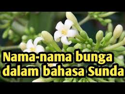 Check spelling or type a new query. Nama Nama Bunga Dalam Bahasa Sunda Youtube