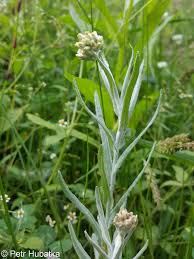 Image result for Pseudognaphalium luteo-album