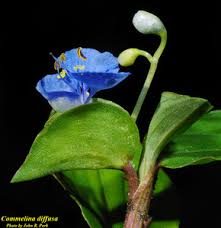 Image result for Commelina diffusa