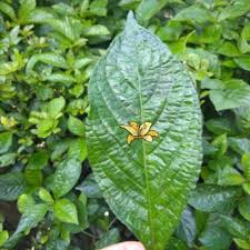 Teh dari daun kumis kucing daun pecah beling obat peluruh kencing youtube. Jual Daun Pecah Beling Keji Beling Tanaman Herbal Jakarta Timur Aquazoy34 Tokopedia