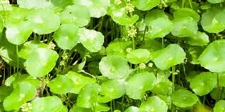 Image result for Centella