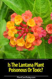 Is The Lantana Plant Poisonous Or Toxic The Answer Lantana Plant Plants Lantana