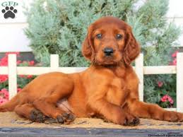Labs originated on the island… Golden Irish Puppies For Sale Greenfield Puppies