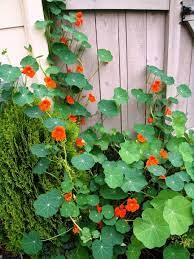 Renee S Garden Spitfire Nasturtium Update Nasturtium Plants Garden Vines